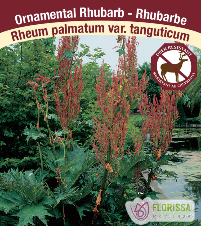 Rheum palmatum - Tanguticum, 1 Pack