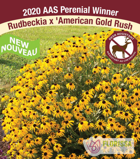 Rudbeckia - American Gold Rush, 1 Pack
