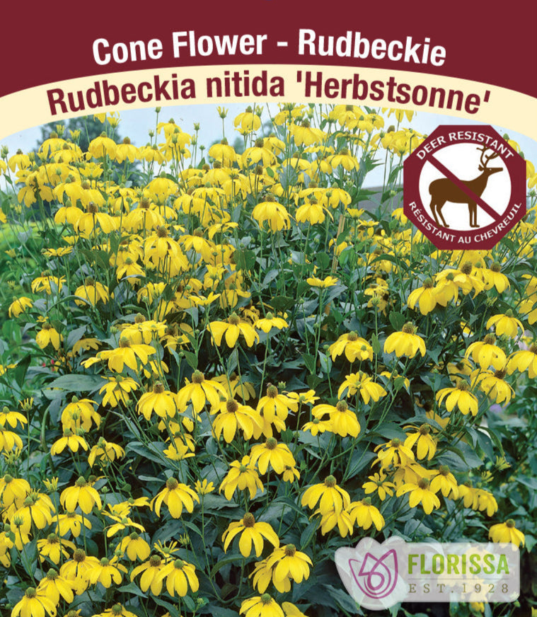 Rudbeckia nitida - Herbstsonne, 1 Pack