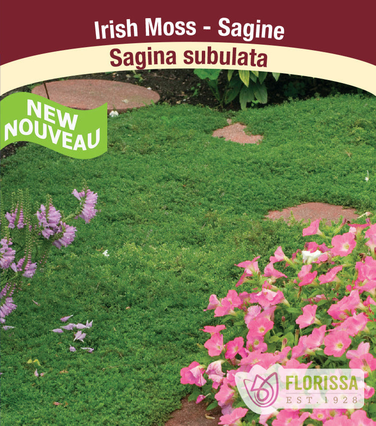 Irish Moss - Sagina subulata, 1 Pack