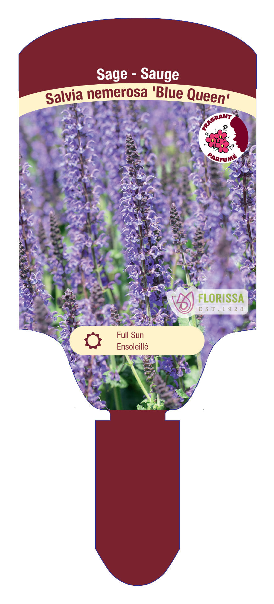 Salvia nemorosa - Blue Queen, 1 Pack