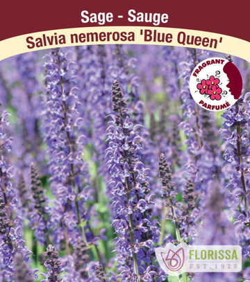 Salvia Nemorosa - Blue Queen, 1 Pack
