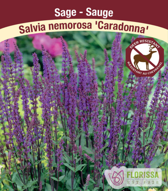 Salvia Nemorosa - Caradonna, 1 Pack