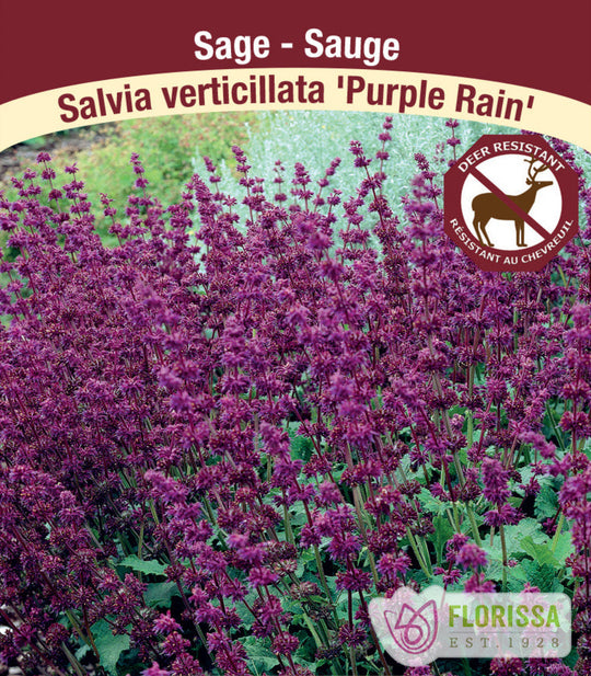 Salvia Verticillata - Purple Rain, 1 Pack