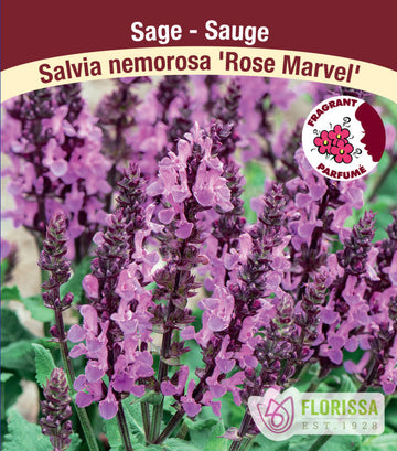 Salvia Nemorosa - Rose Marvel, 1 Pack