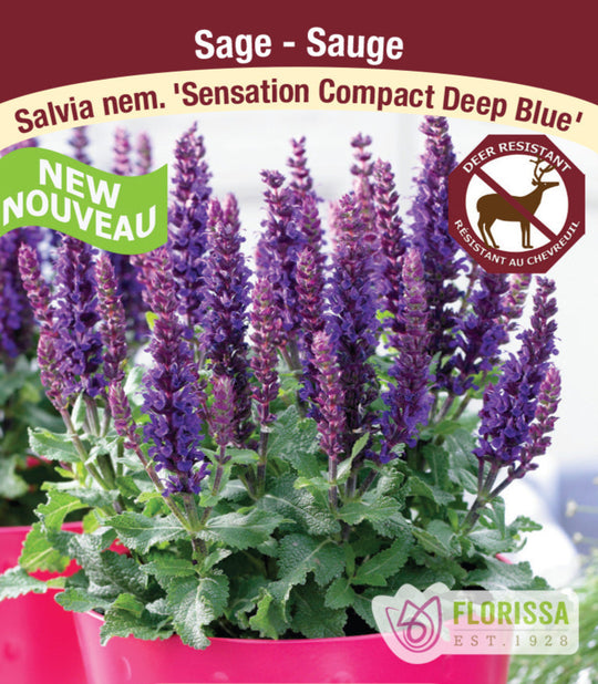 Salvia Nemorosa - Sensation Compact Deep Blue, 1 Pack