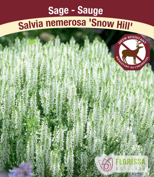 Salvia Nemerosa - Snow Hill, 1 Pack