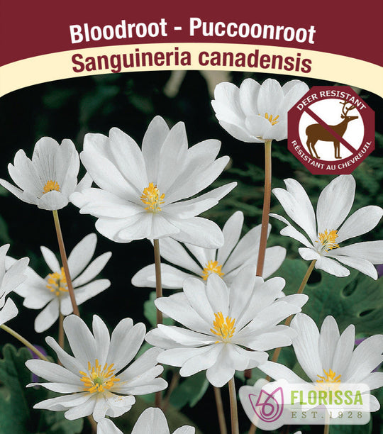 Sanguineria canadensis - Bloodroot, 1 Pack