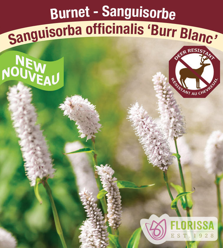 Sanguisorba officinalis - Burr Blanc, 1 Pack