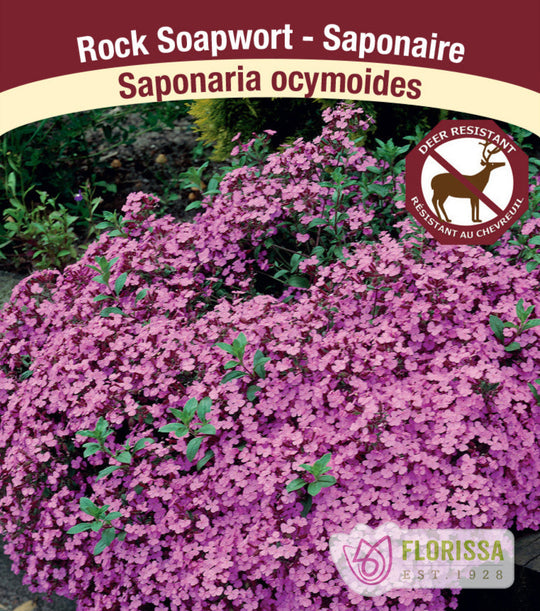 Saponaria - Ocymoides, 1 Pack