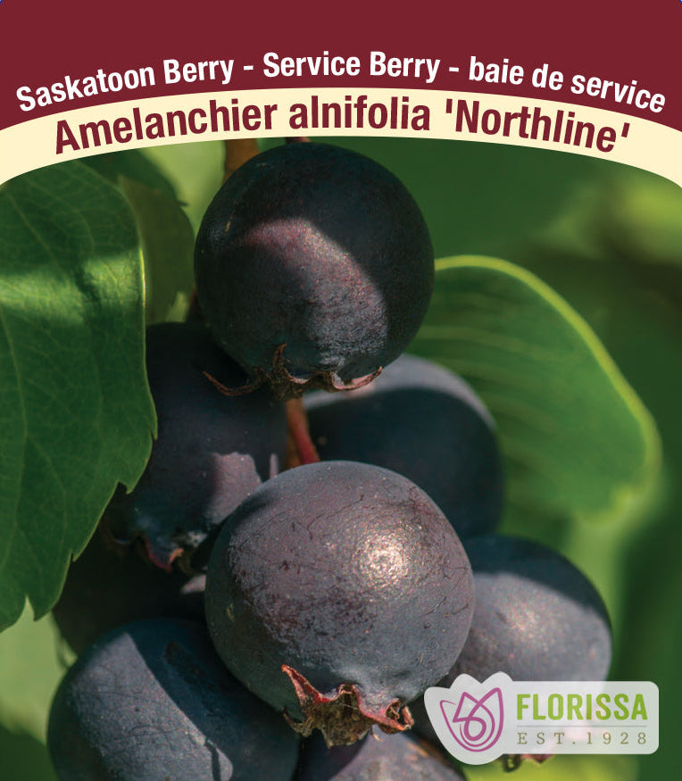 Saskatoon Berry - Northline