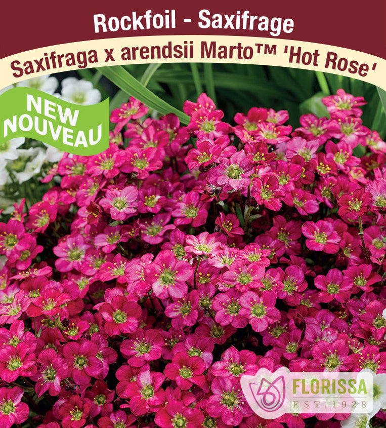 Saxifraga × arendsii Marto™ - Hot Rose, 1 Pack
