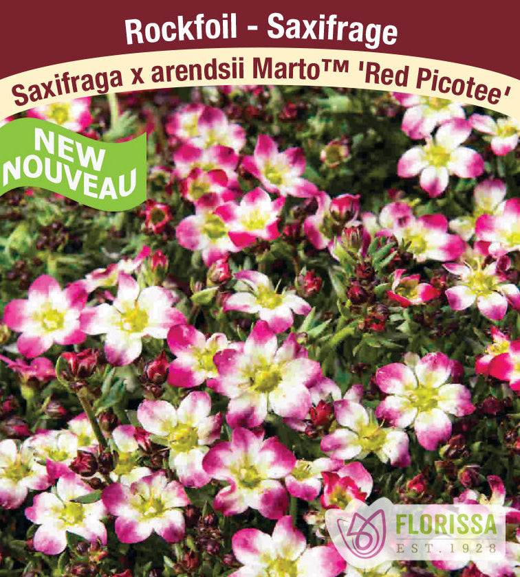Saxifraga arendsii Marto - Red Picotee, 1 Pack