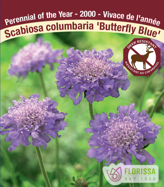 Scabiosa - Butterfly Blue, 1 Pack