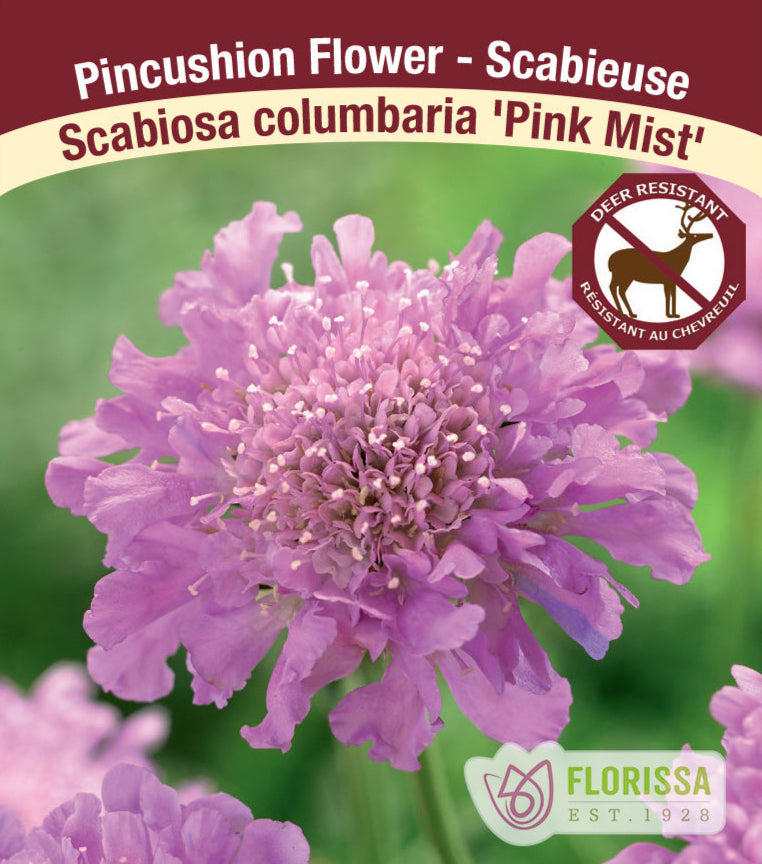 Scabiosa  columbaria - Pink Mist, 1 Pack