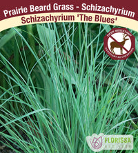 Schizachyrium - The Blues, 1 Pack