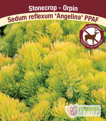 Sedum - Angelina, 1 Pack