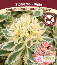 Sedum - Atlantis, 1 Pack