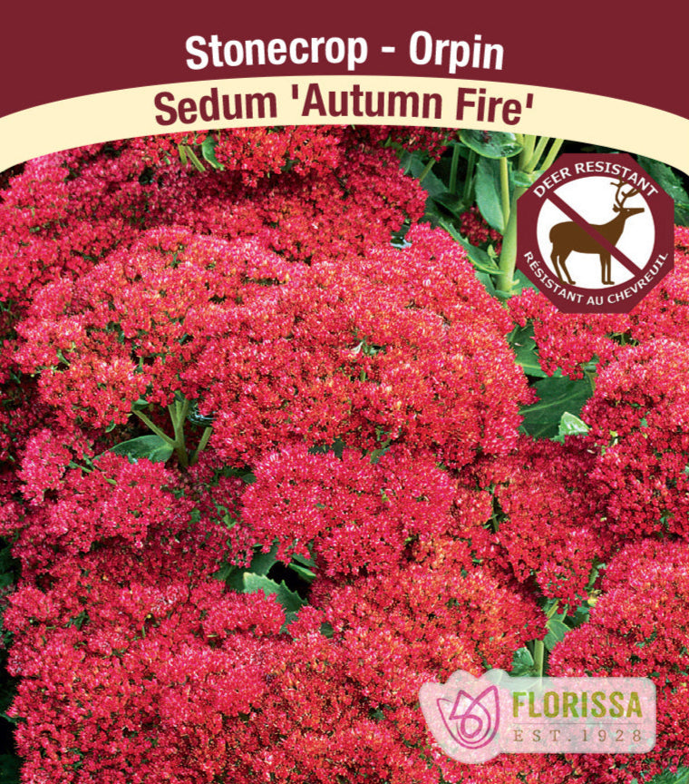 Sedum - Autumn Fire, 1 Pack