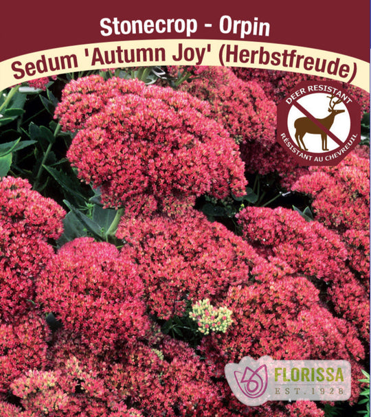 Sedum - Autumn Joy, 1 Pack