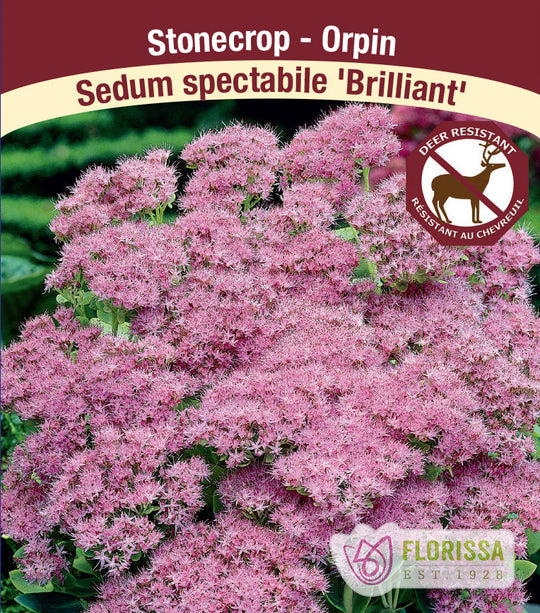 Sedum - Brilliant, 1 Pack