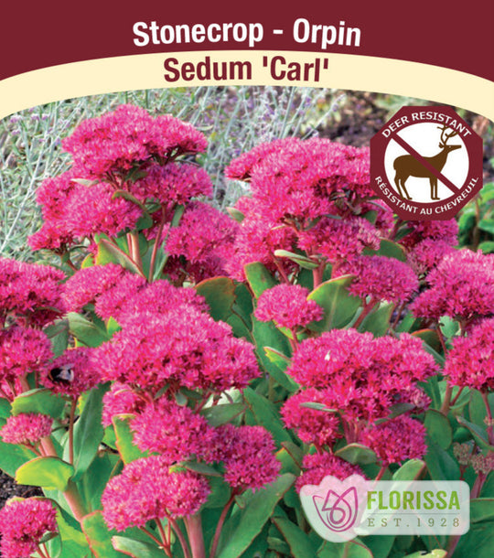 Sedum - Carl, 1 Pack
