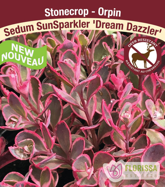 Sedum SunSparkler - Dream Dazzler, 1 Pack