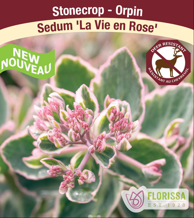 Sedum - La Vie en Rose, 1 pack