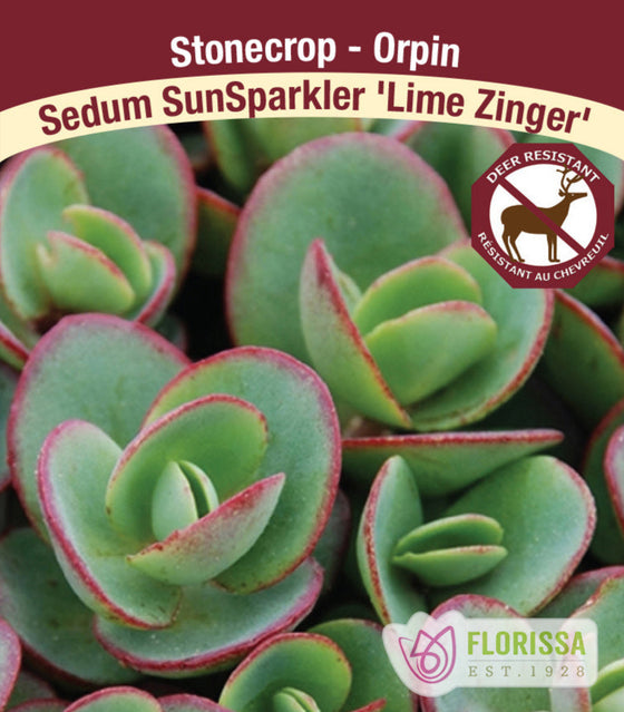 Sedum SunSparkler - Lime Zinger, 1 pack
