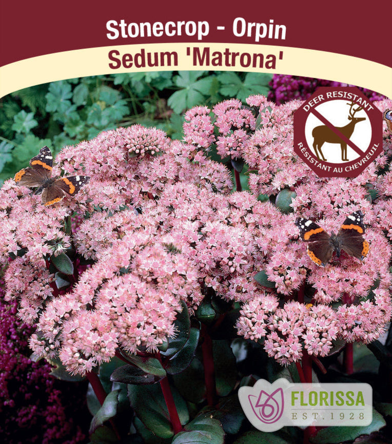 Sedum - Matrona, 1 Pack