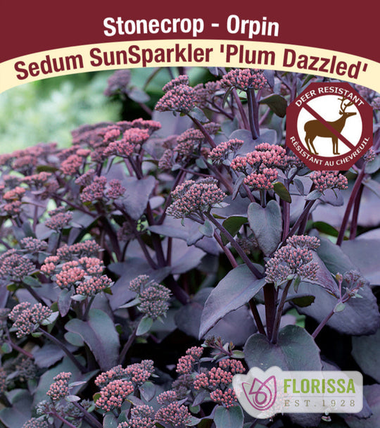 Sedum SunSparkler - Plum Dazzled, 1 Pack