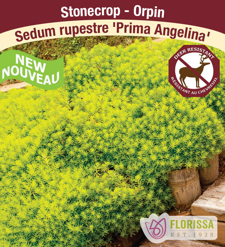 Sedum rupestre - Prima Angelina, 1 Pack