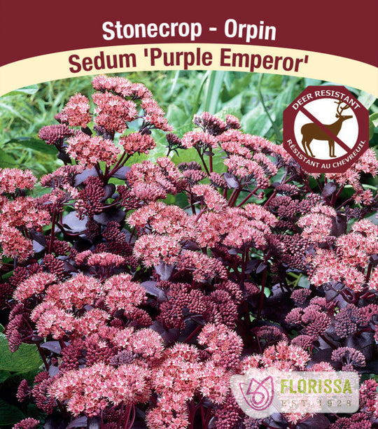 Sedum - Purple Emperor, 1 Pack