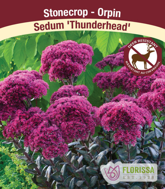 Sedum - Thunderhead, 1 Pack