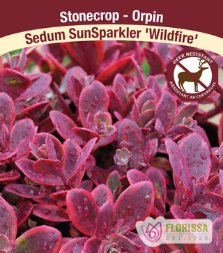 Sedum SunSparkler - Wildfire, 1 Pack