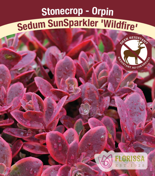 Sedum SunSparkler - Wildfire, 1 Pack
