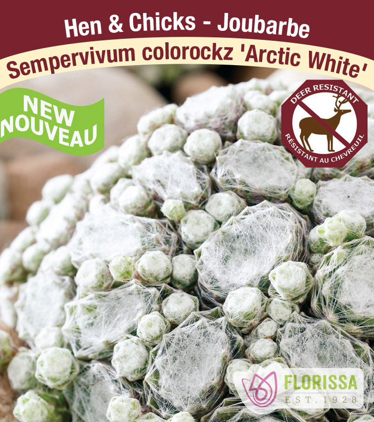 Sempervivum - Colorockz® Arctic White, 1 Pack