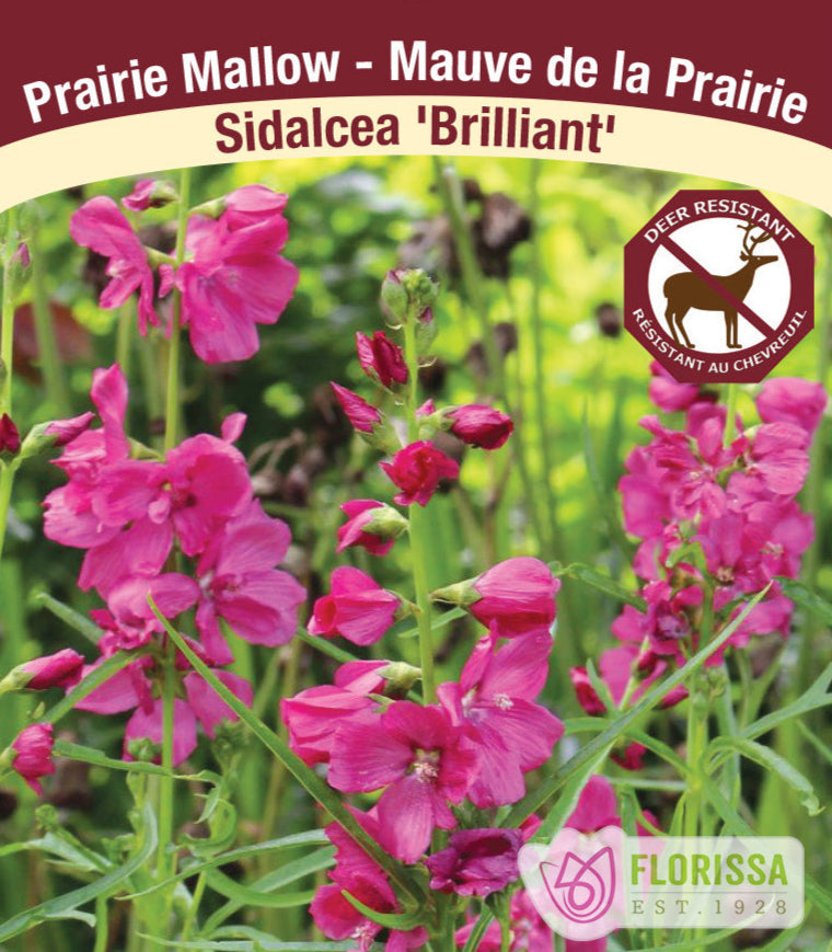 Sidalcea - Brilliant, 1 Pack