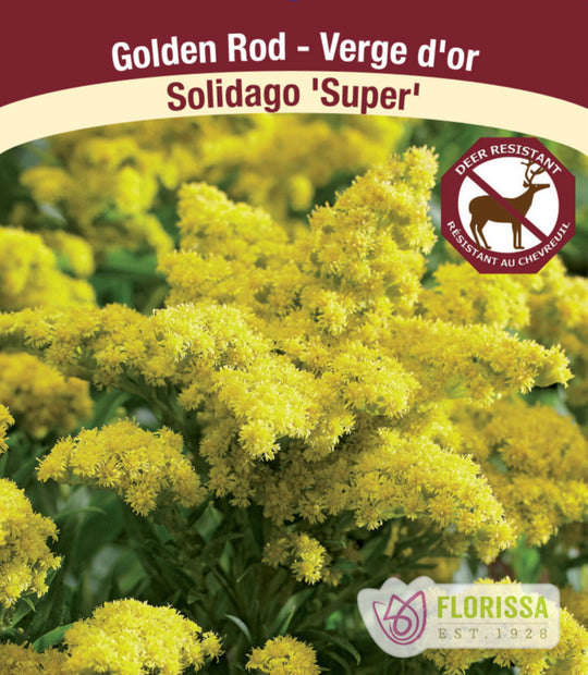 Solidago - Super, 1 Pack