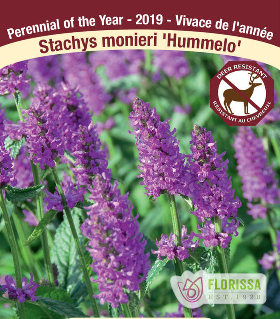 Stachys Monieri - Hummelo, 1 Pack