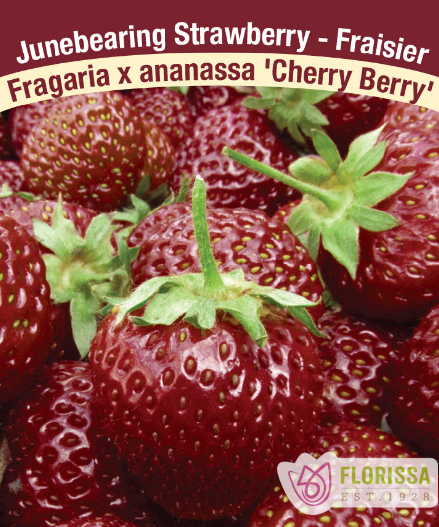 Strawberry - Cherryberry, June Bearing