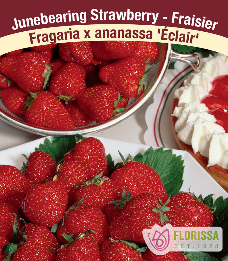 Strawberry - Eclair, June Bearing