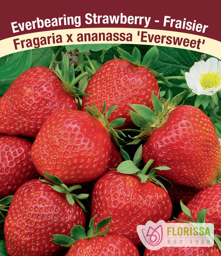 Strawberry - Eversweet, Everbearing (Burlap)