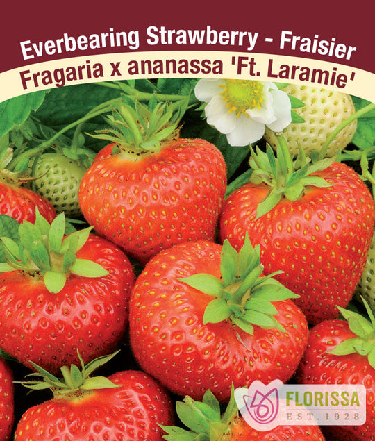 Strawberry - Fort Laramie, Everbearing