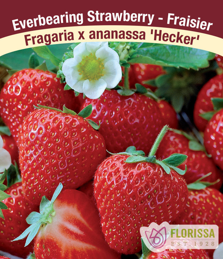Strawberry - Hecker, Everbearing