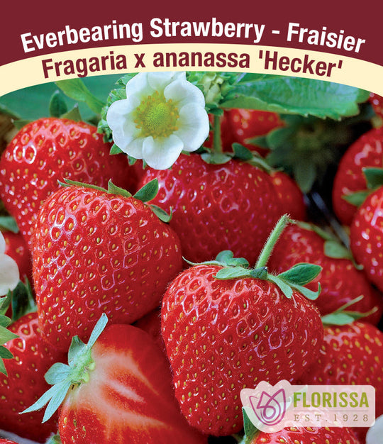 Strawberry - Hecker, Everbearing