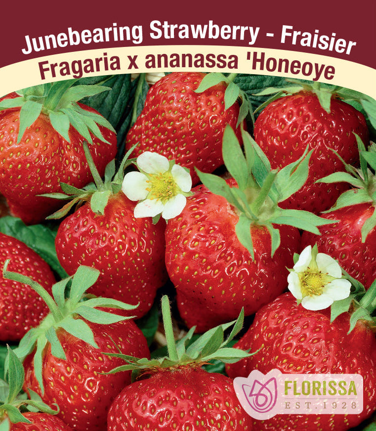 【お値下げ！】 WILDSTRAWBERRY Strawberry | June Bearing | Honeoye | 10 Plants per Pack