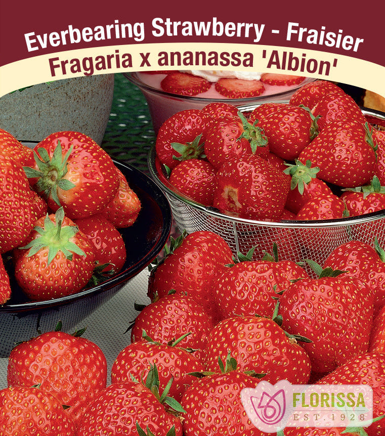 Strawberry - Albion, Everbearing