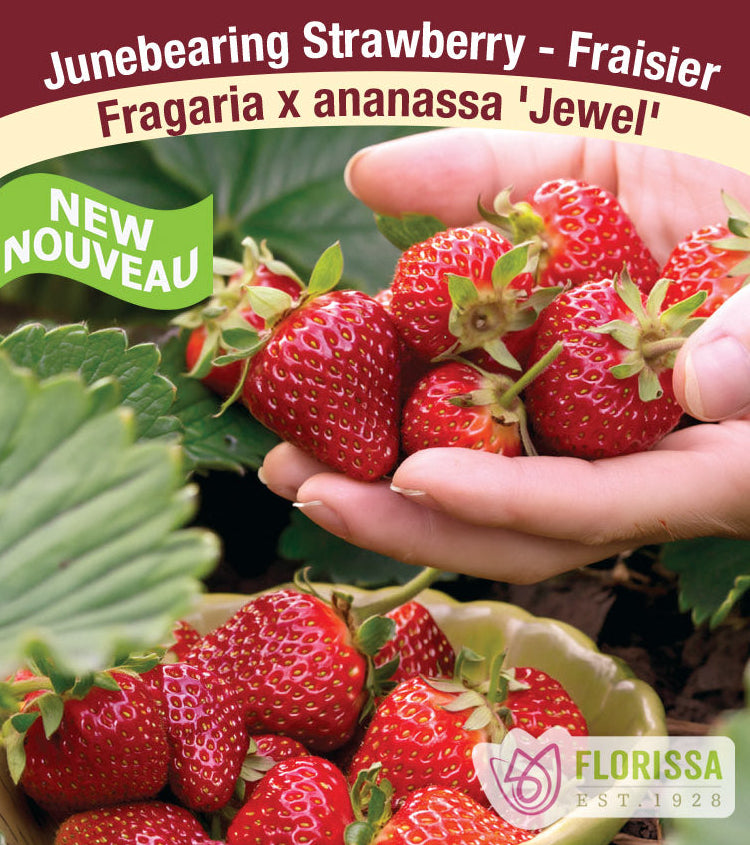 Strawberry - Jewel, June Bearing