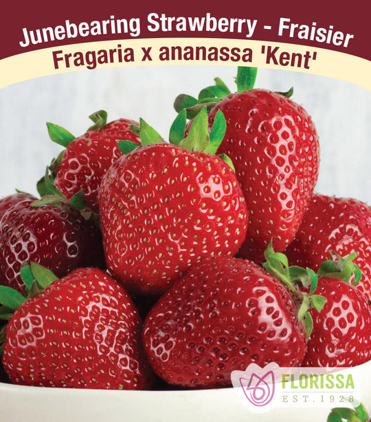 Strawberry - Kent, June Bearing